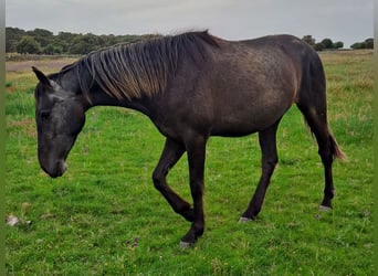 PRE Mix, Mare, 3 years, 15.1 hh, Grey-Dark-Tan