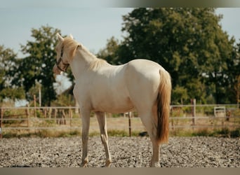 PRE, Mare, 3 years, 15,1 hh, Perlino