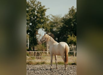 PRE, Mare, 3 years, 15,1 hh, Perlino