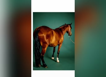 PRE, Mare, 3 years, 15.2 hh, Bay
