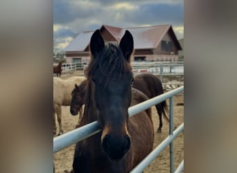 PRE, Mare, 3 years, 15,2 hh, Bay-Dark