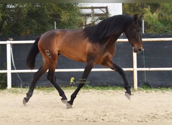 PRE, Mare, 3 years, 15.2 hh, Bay-Dark