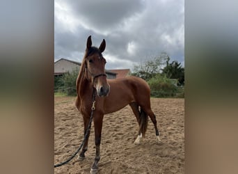 PRE, Mare, 3 years, 15,2 hh, Brown