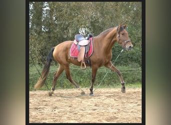 PRE, Stute, 3 Jahre, 15,2 hh, Brauner