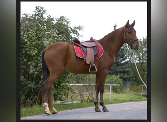 PRE, Stute, 3 Jahre, 15,2 hh, Brauner