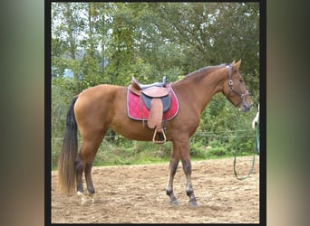 PRE, Stute, 3 Jahre, 15,2 hh, Brauner