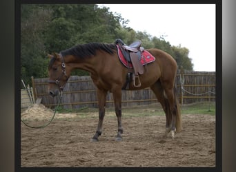 PRE, Stute, 3 Jahre, 15,2 hh, Brauner