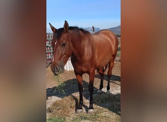 PRE, Mare, 3 years, 15.2 hh, Brown