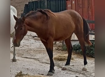 PRE, Mare, 3 years, 15.2 hh, Brown