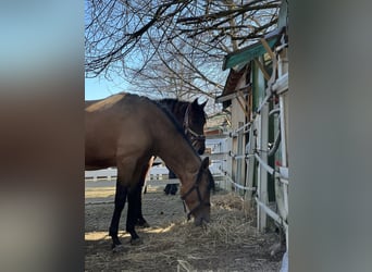 PRE Mix, Mare, 3 years, 15.2 hh, Buckskin