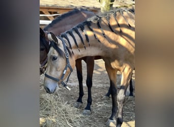 PRE Mix, Mare, 3 years, 15.2 hh, Buckskin