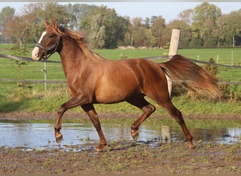 PRE Mix, Mare, 3 years, 15.2 hh, Chestnut-Red