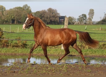 PRE Mix, Mare, 3 years, 15.2 hh, Chestnut-Red