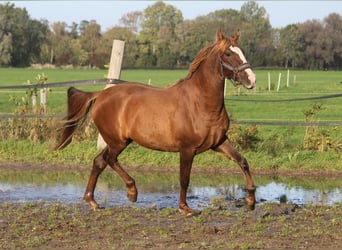 PRE Mix, Mare, 3 years, 15.2 hh, Chestnut-Red
