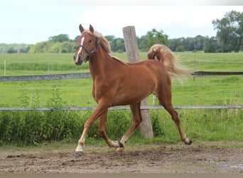 PRE, Mare, 3 years, 15,2 hh, Chestnut-Red