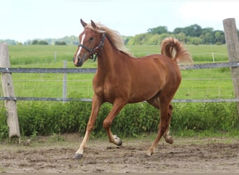 PRE, Mare, 3 years, 15,2 hh, Chestnut-Red