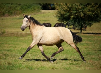PRE Mix, Mare, 3 years, 15.2 hh, Dun