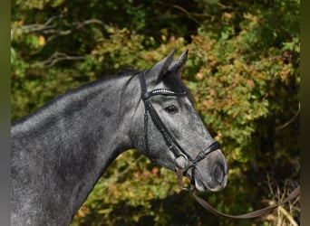 PRE, Mare, 3 years, 15,2 hh, Gray-Blue-Tan