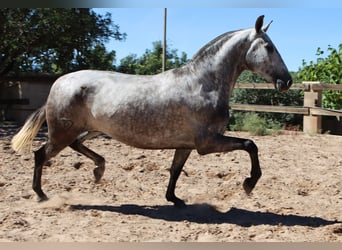 PRE, Stute, 3 Jahre, 15,2 hh, Apfelschimmel