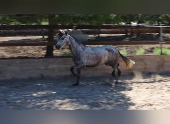 PRE, Stute, 3 Jahre, 15,2 hh, Apfelschimmel