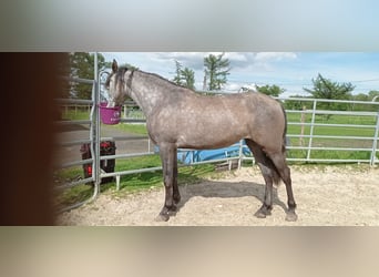 PRE Mix, Stute, 3 Jahre, 15,2 hh, Apfelschimmel