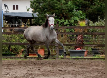 PRE Mix, Mare, 3 years, 15.2 hh, Gray-Dapple