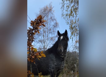 PRE Mix, Mare, 3 years, 15,2 hh, Gray