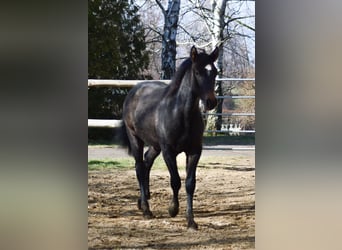 PRE Mix, Mare, 3 years, 15,2 hh, Gray