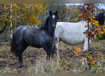 PRE Mix, Mare, 3 years, 15,2 hh, Gray