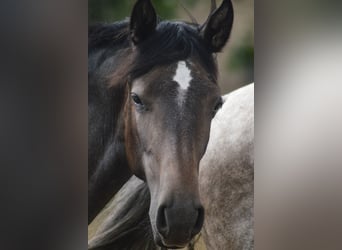 PRE Mix, Mare, 3 years, 15,2 hh, Gray