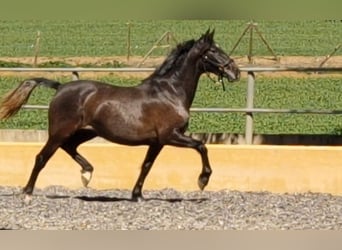 PRE Mix, Mare, 3 years, 15.2 hh, Gray