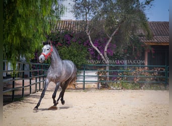 PRE Mix, Mare, 3 years, 15.2 hh, Gray