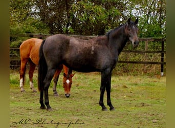 PRE, Mare, 3 years, 15.2 hh, Grey-Dark-Tan