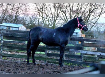 PRE, Mare, 3 years, 15.2 hh, Grey-Dark-Tan