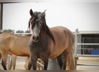 PRE Mix, Mare, 3 years, 15.2 hh, Grey