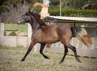 PRE Mix, Mare, 3 years, 15.2 hh, Grey