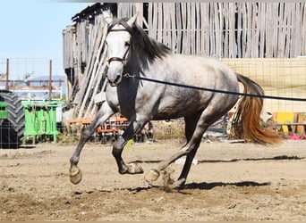 PRE, Mare, 3 years, 15.2 hh, Grey