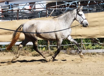 PRE, Mare, 3 years, 15.2 hh, Grey