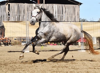 PRE, Mare, 3 years, 15.2 hh, Grey
