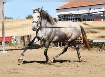 PRE, Mare, 3 years, 15.2 hh, Grey