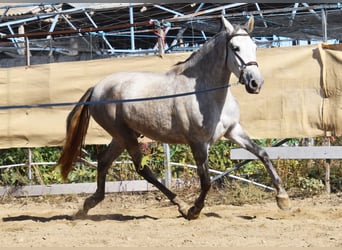 PRE, Mare, 3 years, 15.2 hh, Grey