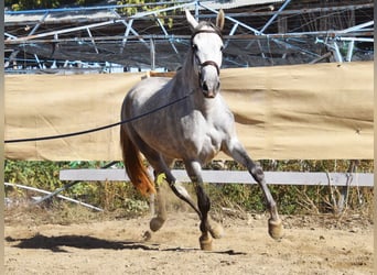 PRE, Mare, 3 years, 15.2 hh, Grey