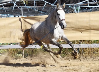 PRE, Mare, 3 years, 15.2 hh, Grey