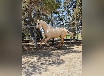 PRE, Mare, 3 years, 15.2 hh, Palomino