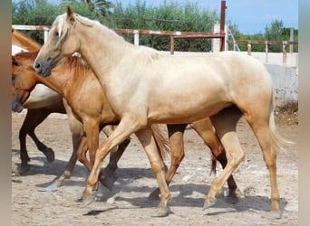 PRE, Mare, 3 years, 15.2 hh, Palomino