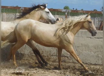 PRE, Mare, 3 years, 15.2 hh, Palomino