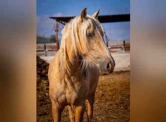 PRE, Mare, 3 years, 15.2 hh, Palomino