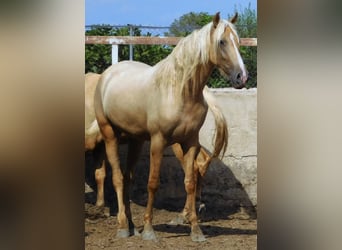 PRE, Mare, 3 years, 15.2 hh, Palomino