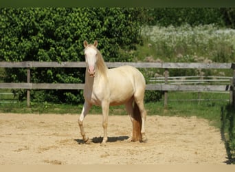 PRE, Mare, 3 years, 15,2 hh, Perlino