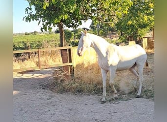 PRE, Mare, 3 years, 15,2 hh, Perlino